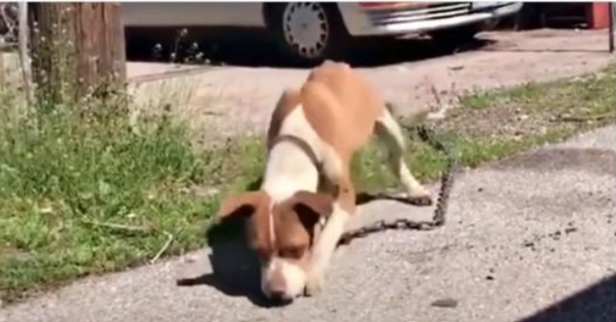 Stray Drags Her Skinny Body Around With A Chain Heavy Enough To Tow A Car