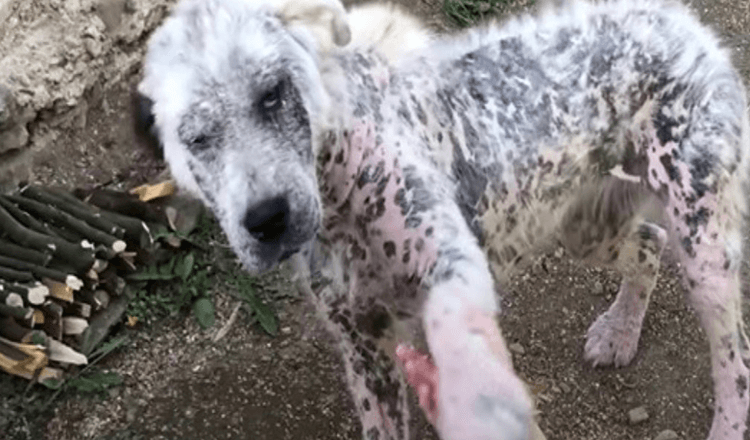 Sickly Stray Offered Paw To Strangers To Ask The Ask The Ask To Save Her And A Friend