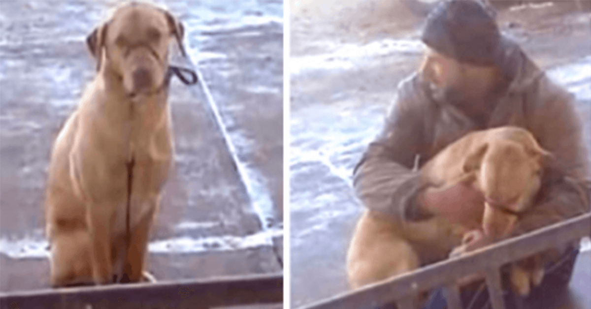 Člověk najde psa, jak se venku třese v chladném počasí a neztrácí čas