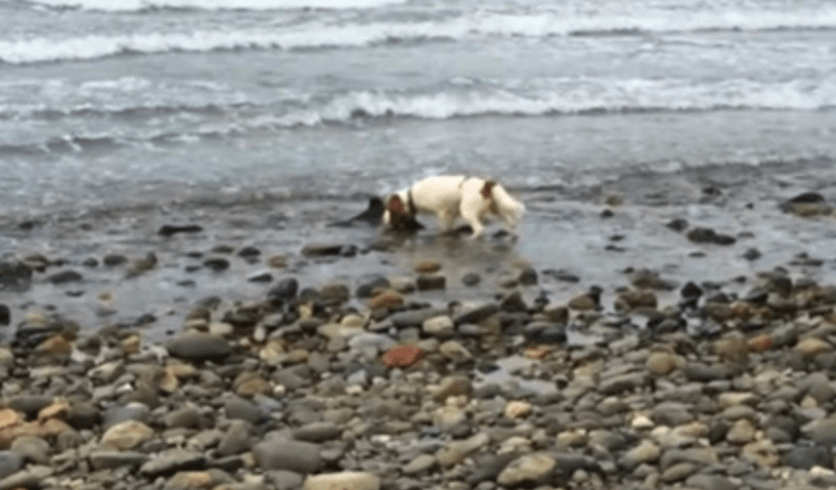 Pes objeví poblíž okraje oceánu, odmítá se pohnout, dokud majitel nepomůže