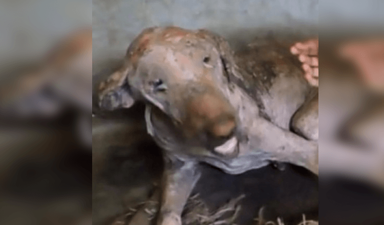 Hladovějící, bezsrstý pes nalezený pokrytý vředy vypadá po zachránění k nepoznání