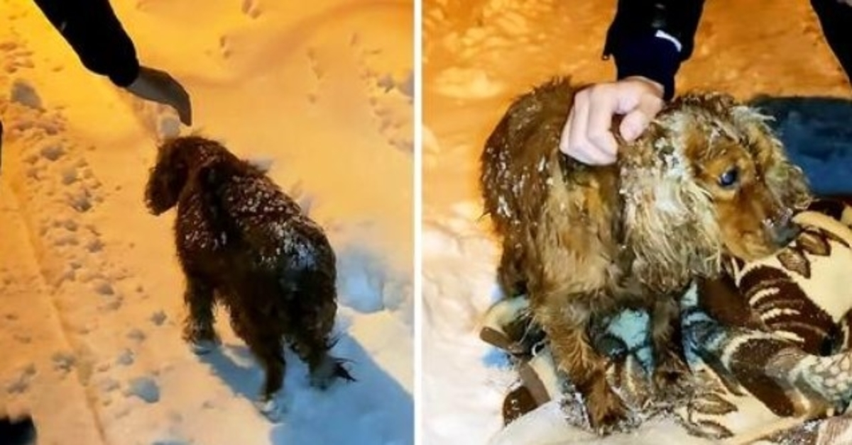 Pes nechal zemřít venku ve sněhu kráčí po silnici se svou poslední silou