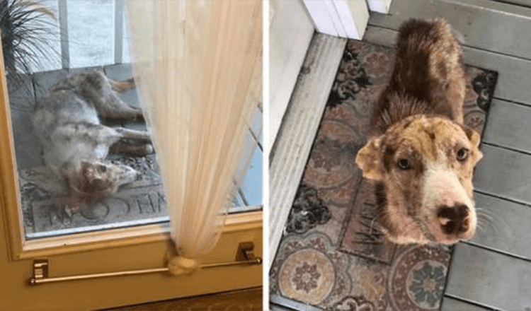 Chudák toulavý pes se objeví na rodinné verandě a odmítá odejít
