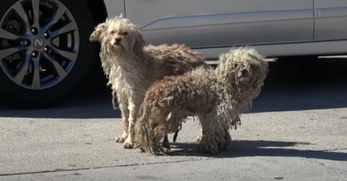 Dva psi bezdomovci se měli navzájem jen tady na špatných ulicích