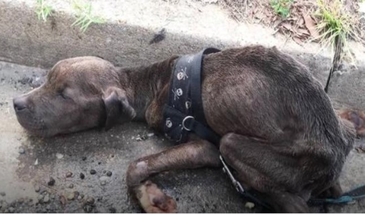 Hladovějící štěně pitbulla nalezeno umírající v Gutteru So Happy Now