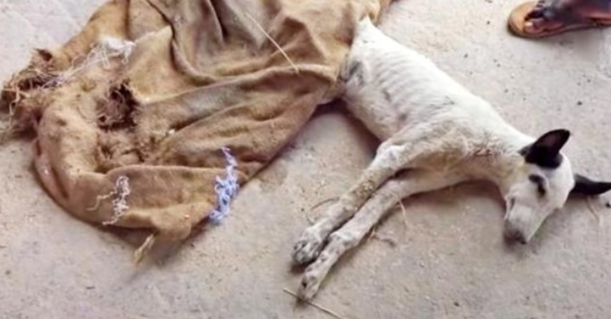 Muž si všiml psa, který zemřel hlady, přikryl ho a jeho hlava vyskočila