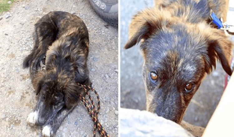 Pár na výletě najde osamělého psa na čerpací stanici, pes je prosí, aby jí pomohli