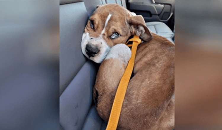 Týrané štěně zabavené z domova v New Yorku je adoptováno odpovídajícím důstojníkem