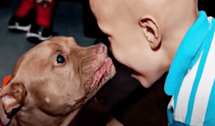 Pit Bull From Kill-Shelter Senses Boy Is Sick & Goes Straight For Him