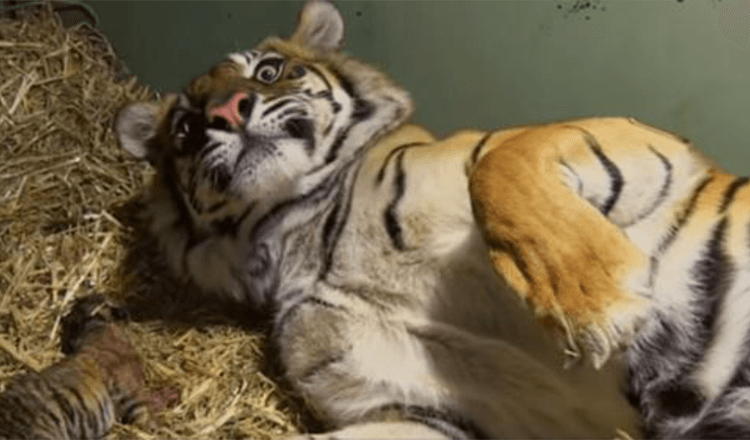 Tygr porodí neživé mládě, pak se ošetřovatelé s úžasem dívají, jak nastupují mateřské instinkty