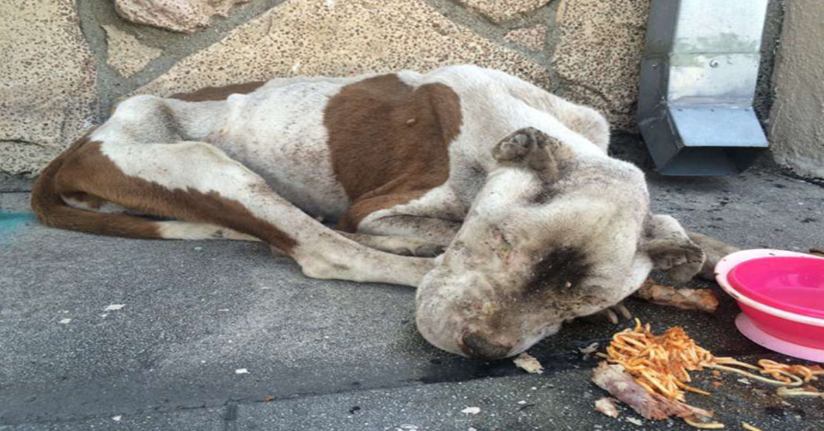 Hladovějící pes nalezený umírající na chodníku dostává trochu lásky a je těžké uvěřit, že je to tentýž pes