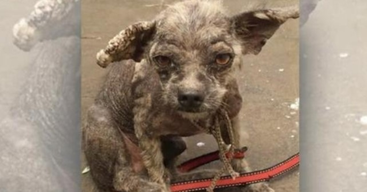 Veterinář odmítl ošetřit bezsrsté štěně, ale neposlechla a nevzdala se