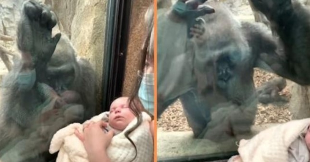 Gorila přináší své dítě, aby se setkala s matkou a novorozencem v potěšujícím setkání