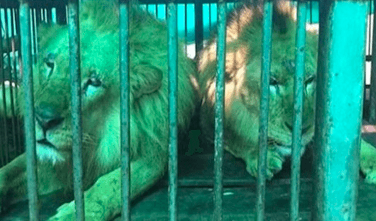 33 cirkusových lvů se vrací domů do Afriky po celoživotním utrpení
