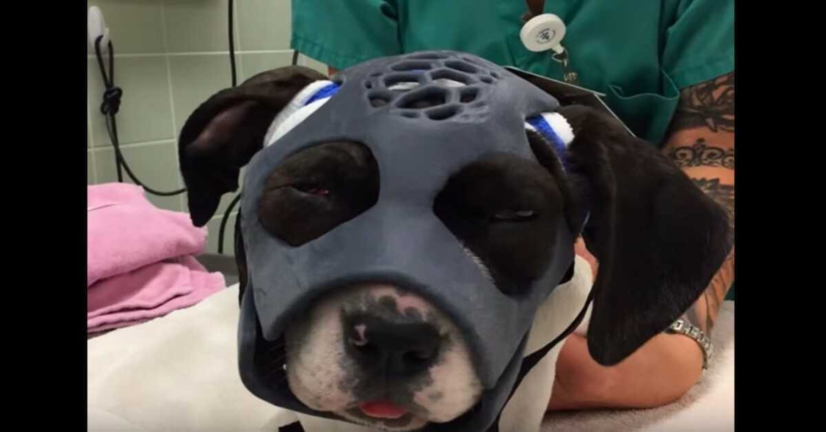 Štěně Mauled v Dog Fight dostává vůbec první 3D vytištěnou masku, která jí pomůže zachránit život