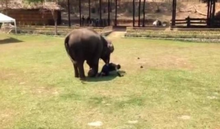 Sloni svědci „útočí“ na její pečovatelku a spěchají na záchranu
