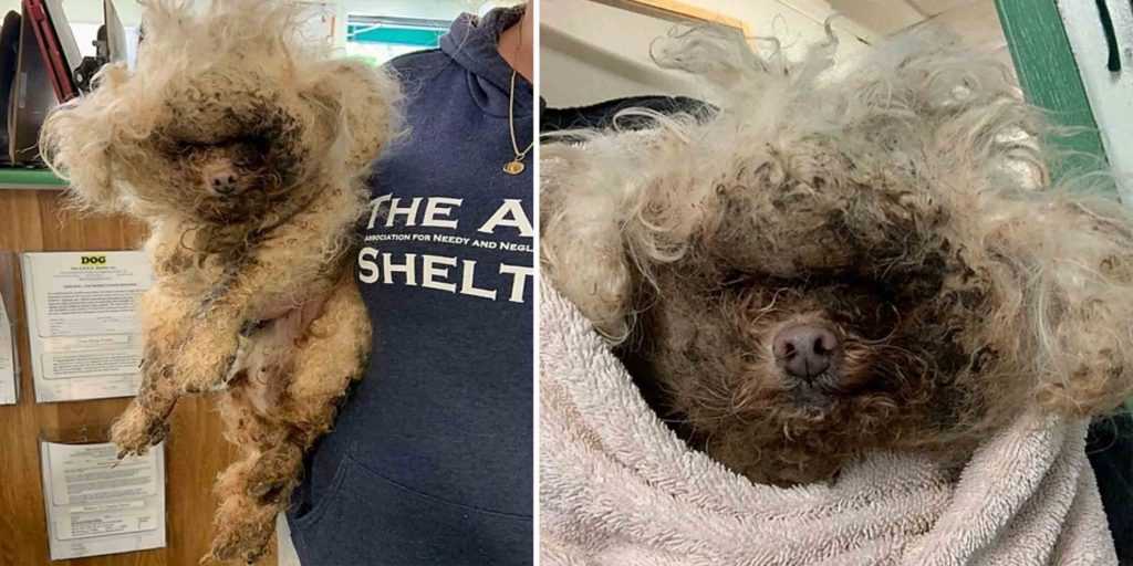 Starší pes, který byl 10 let zanedbáván, měl červy lezoucí v jeho infikované kůži