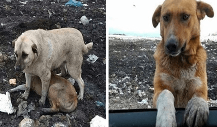 Toulavý pes, který žil na smetišti, prosil lidi, aby ho adoptovali