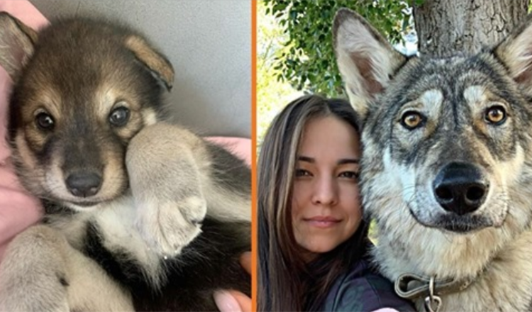 Vlk opuštěný svou matkou vyrůstá s lidskou rodinou – chová se jako pes