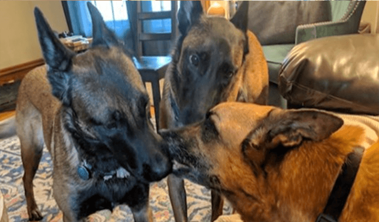 Psi dávají svému bratrovi pusu těsně předtím, než se rozloučí