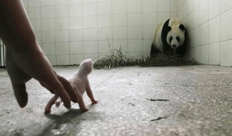 Znepokojení ošetřovatelé Panda odmítne své dítě, dokud kamery nezachytí mateřské instinkty