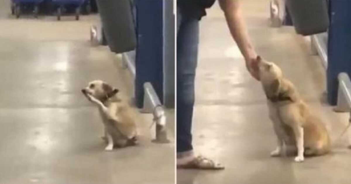 Opuštěný majitelem u brány supermarketu, ubohý pes „vrtí“ každému kolemjdoucímu, aby se modlil za adopci