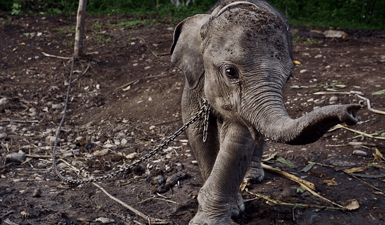 Sloni reagují emocionálně, když jsou osvobozeni od řetězů