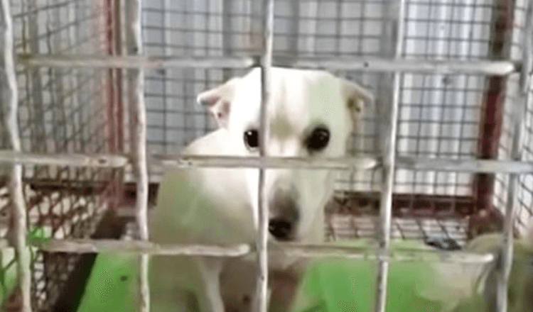 Žena zamčená očima se psem na seznamu zabití, neměla ponětí, že by zachránila tucet životů