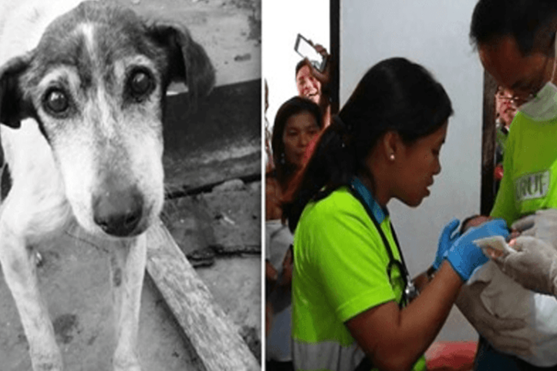 Toulavý pes zachraňuje novorozeně plovoucí na hromadě odpadků