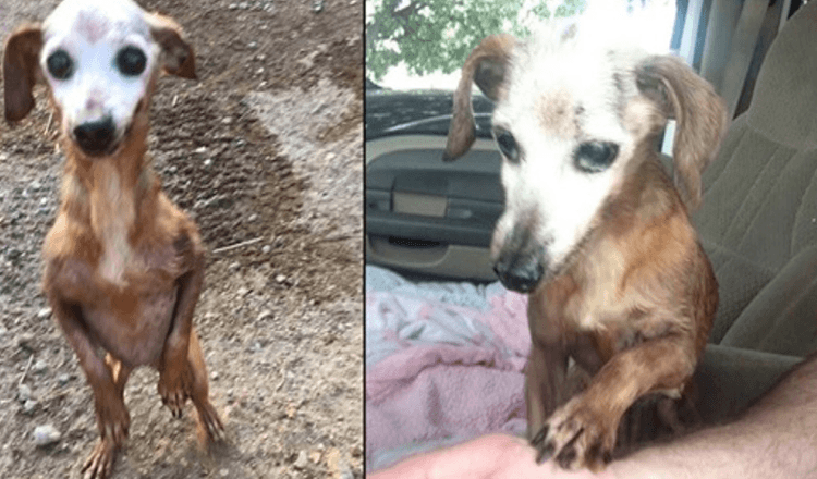 Muž zachrání starého psa z dálnice, ale jeho žena mu řekne, že si ho nemohou nechat