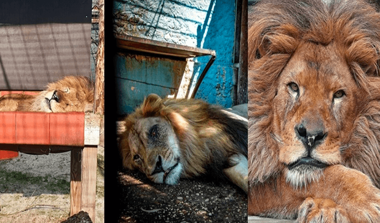 Lion Bob, který žil v nejhorší zoologické zahradě na světě, byl zachráněn / Nyní má jídlo a oni ho milují