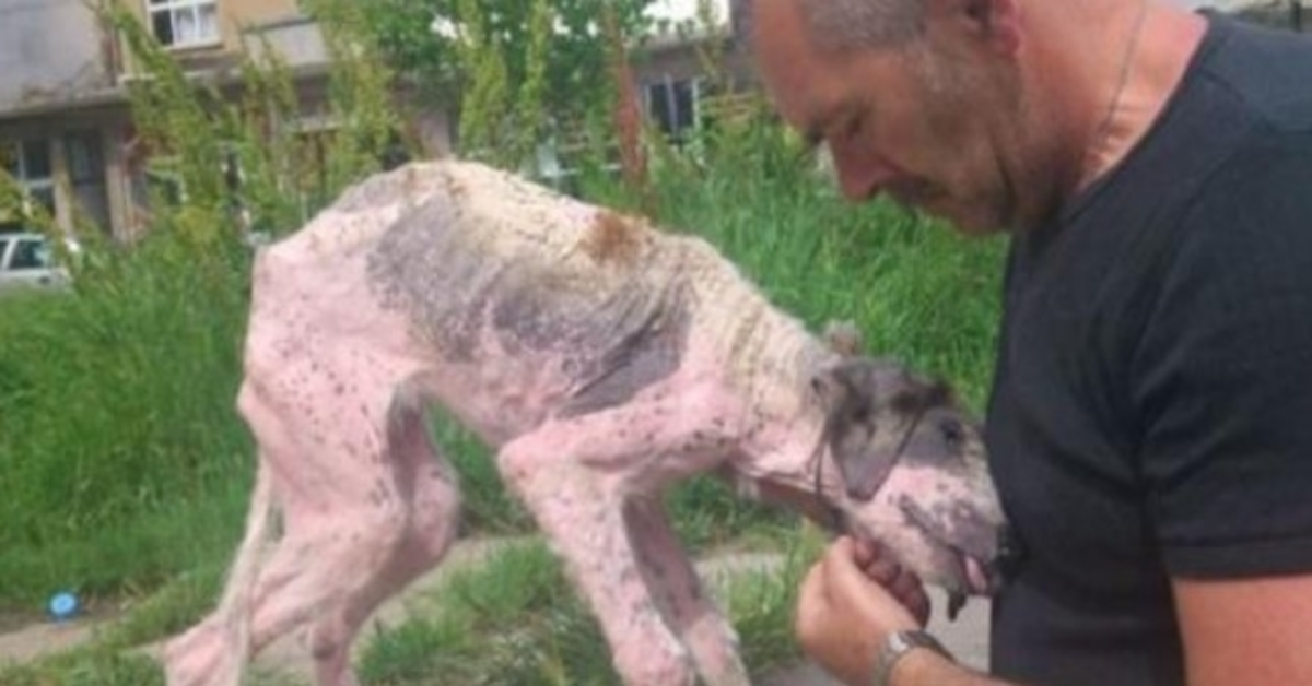 Člověk vynakládá poslední úsilí, aby zachránil pouličního psa na pokraji smrti