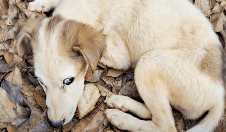 Blue Eyed Pup Depleted Of Life Had No Energy Left to Seed Up or Move