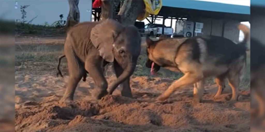 Forelorn Baby Elephant obsazení ze stáda pro nemoc potkává psa, který mění všechno