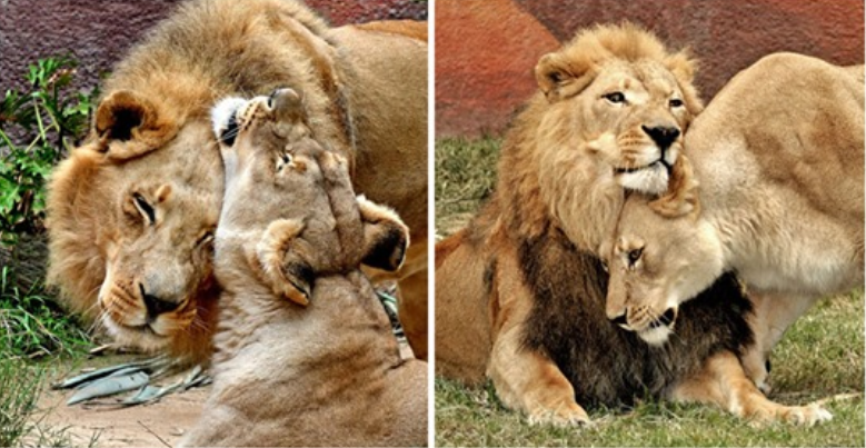 Sick Lion Couple Was Put Down Together, Takže Ani jeden z nich by nebyl sám