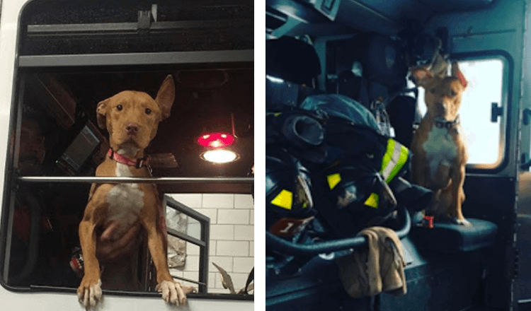 Pes Left Behind By Její Rodina se teď celý den poflakuje s hasiči