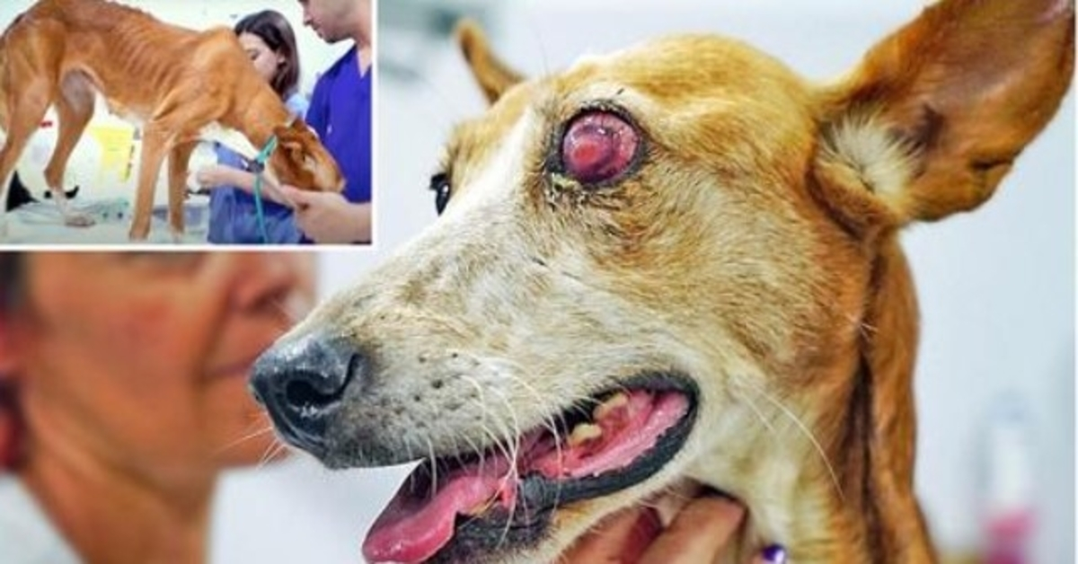 Tlučený lovecký pes se vzdal života poté, co ji majitel považoval za „neužitečnou“ a vyhodil ji