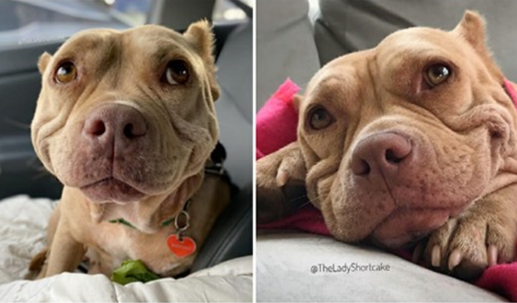 Toulavý pes Mangey se nemůže přestat usmívat poté, co byl zachráněn, nyní je nazývána „nejšťastnějším psem na světě“