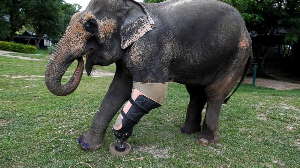 Slůně byla dána protetická noha poté, co ztratil nohu nášlapnou minou