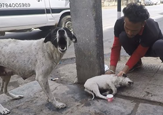 Utrápená matka psa volá o pomoc pro své zraněné štěně