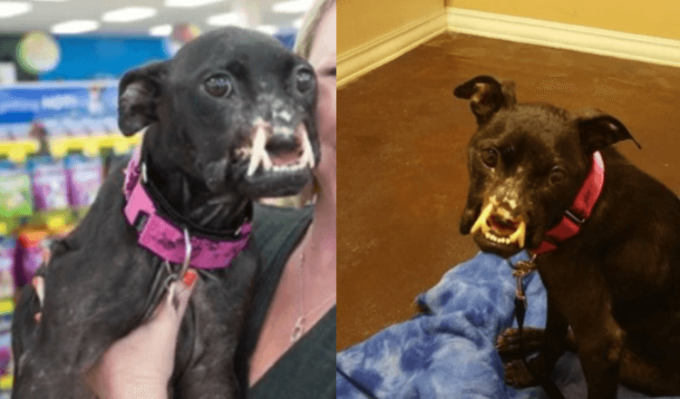 Pes, který byl nalezen se znetvořenou tváří, nyní dostává život, který si zaslouží