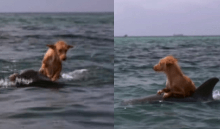 Pes spadne do kanálu a bojuje o život, dokud ho skupina delfínů v neuvěřitelném úsilí nezachrání