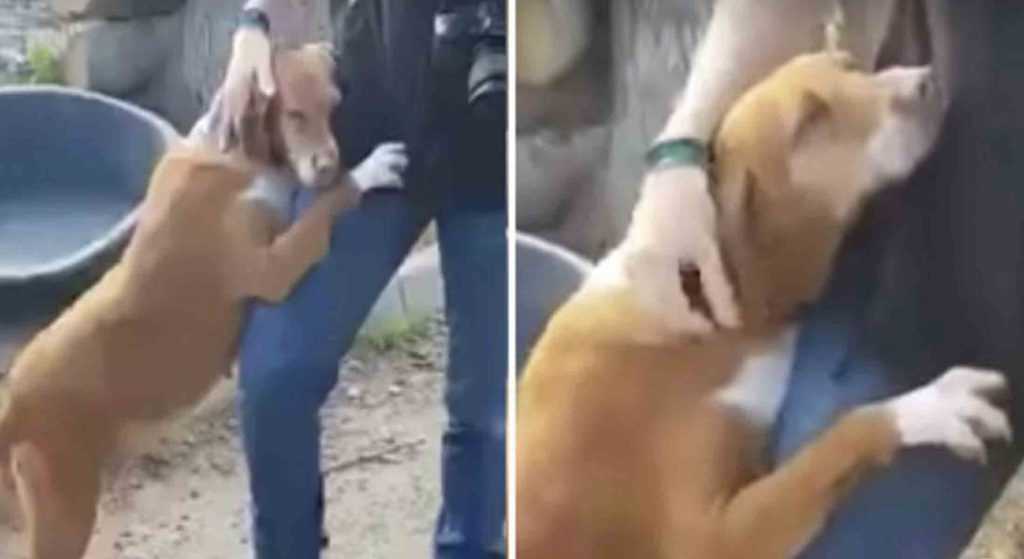 Smutný pes objímá zpravodaj, dokud se nerozhodne ji adoptovat