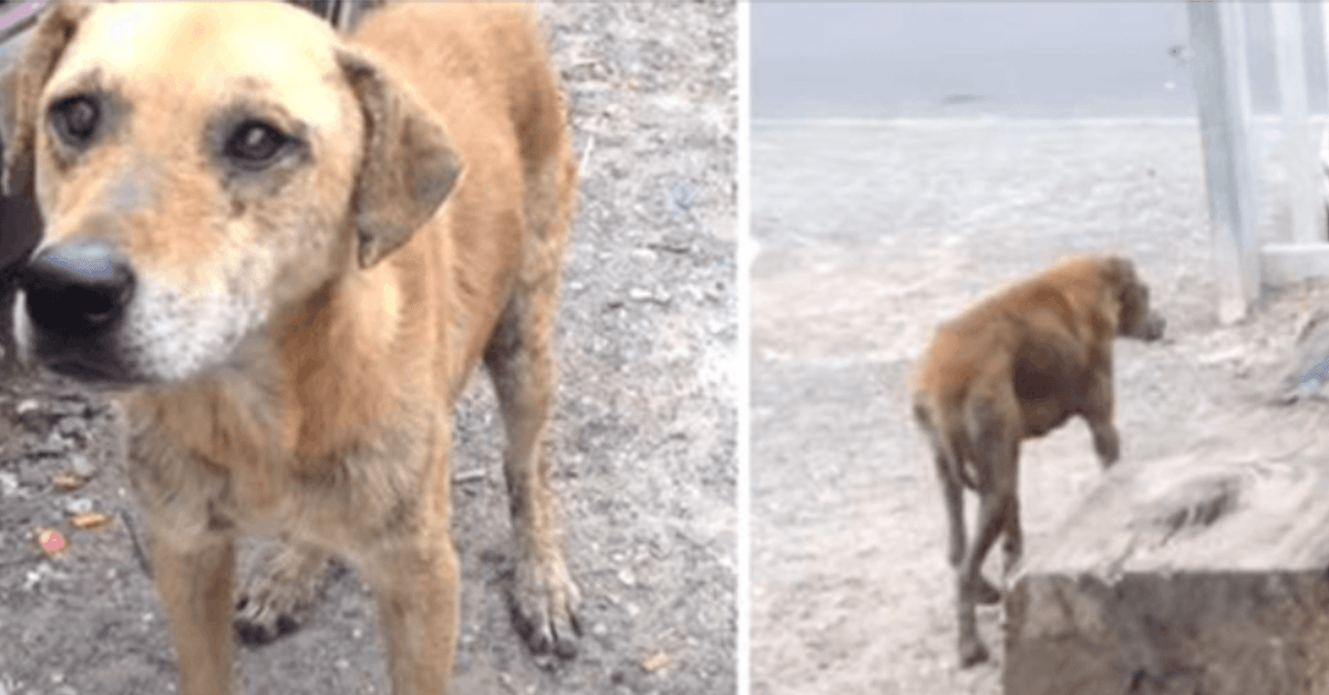 Pouliční pes by bez svého přítele neodešel, vede k ní záchranáře