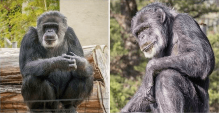 Cobby, nejstarší šimpanz v USA, zemřel ve věku 63 let — Odpočívej v pokoji