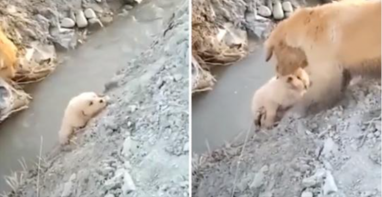 Mama Pes Zachrání Její štěně Před Spadnutím Do Příkopu. Jednala neohroženě, aby mu pomohla