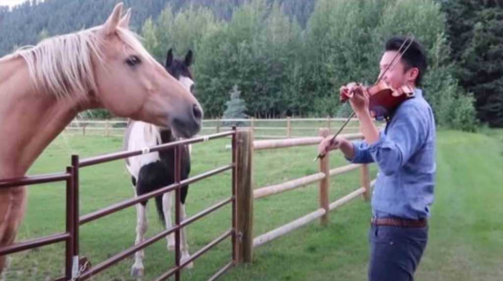 K muži hrajícímu na housle se připojili 2 koně, kteří „tančí“ na jeho muzikálovou serenádu