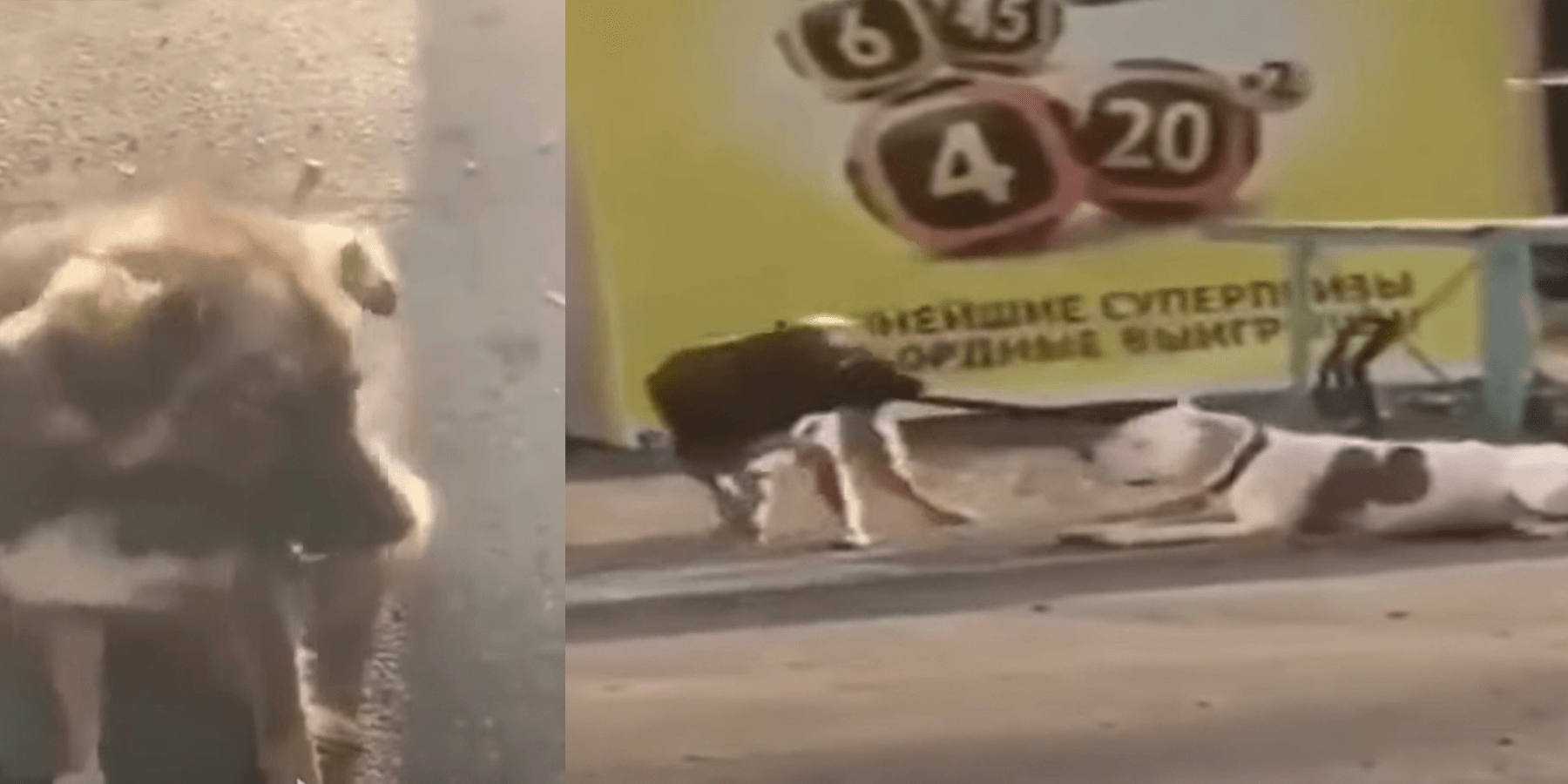 Toulavý pes si všimne psa přivázaného k plotu a snaží se ho osvobodit