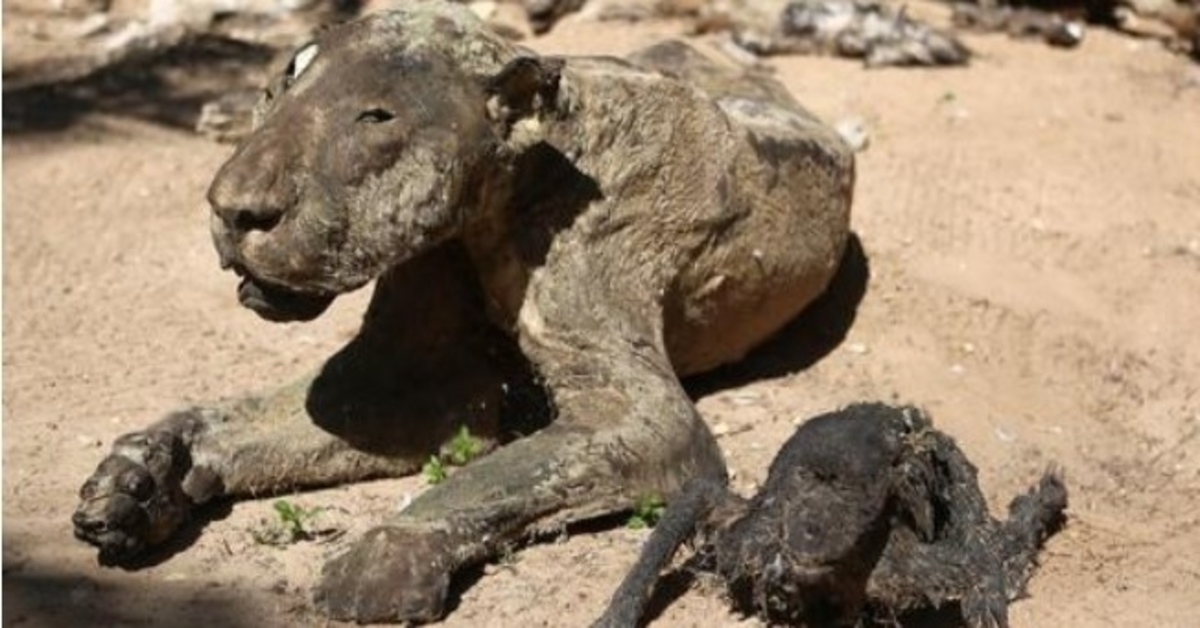 Tygr zachráněný z „nejhorší zoologické zahrady na světě“ nyní ví, jaká je svoboda