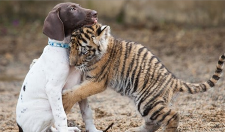 Tygří mládě odmítnuté matkou najde nejlepšího přítele ve štěněti